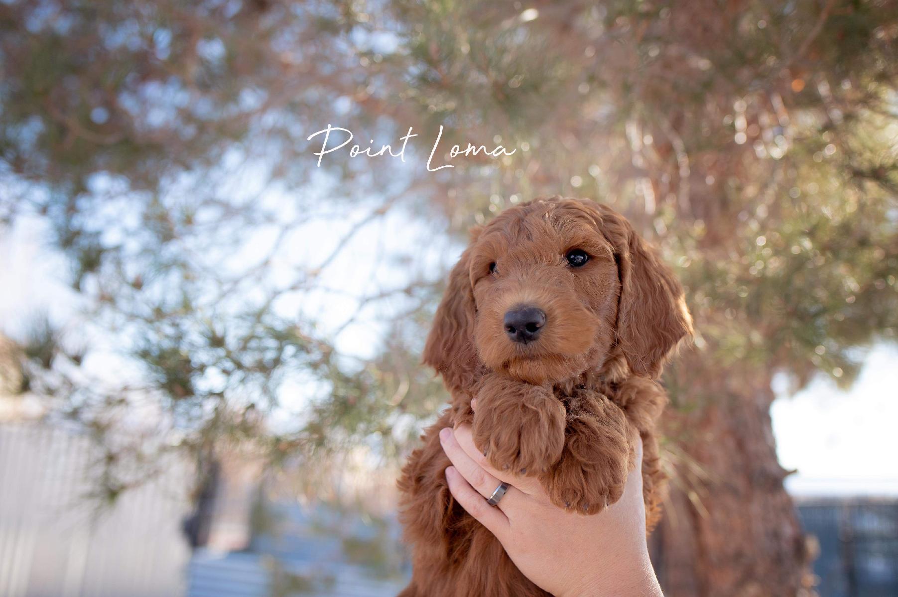 Goldendoodle Breeder Las Vegas Badass Breeder 4E Kennels